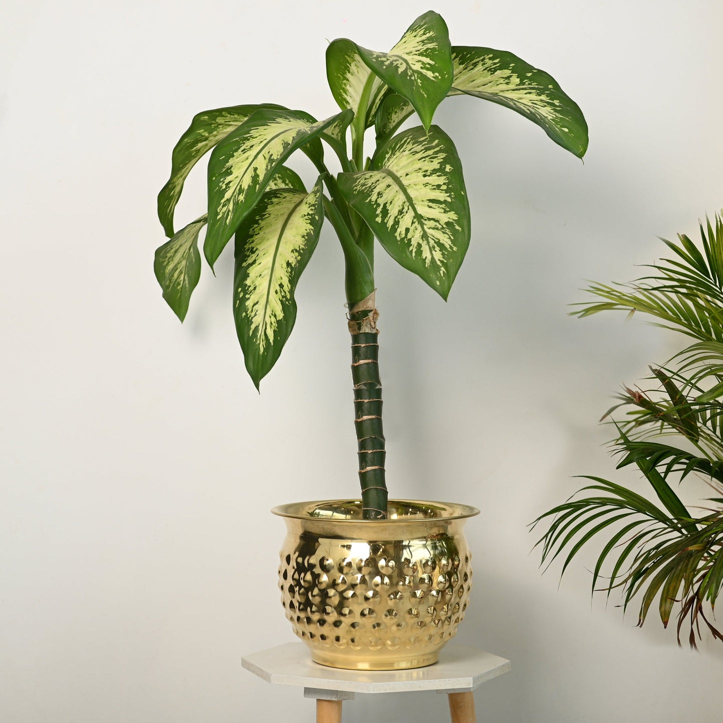 Brass Hammered Bucket Planter Pot – Handcrafted Indoor & Outdoor Plant